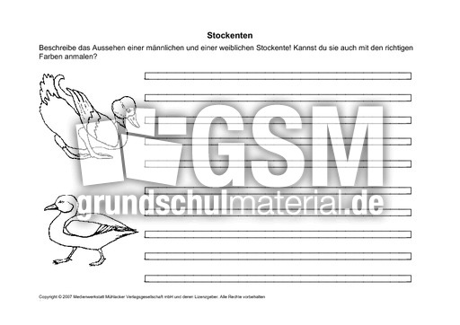 Arbeitsblatt-Stockente-2.pdf